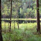 Dystrophic lake in Krutynia