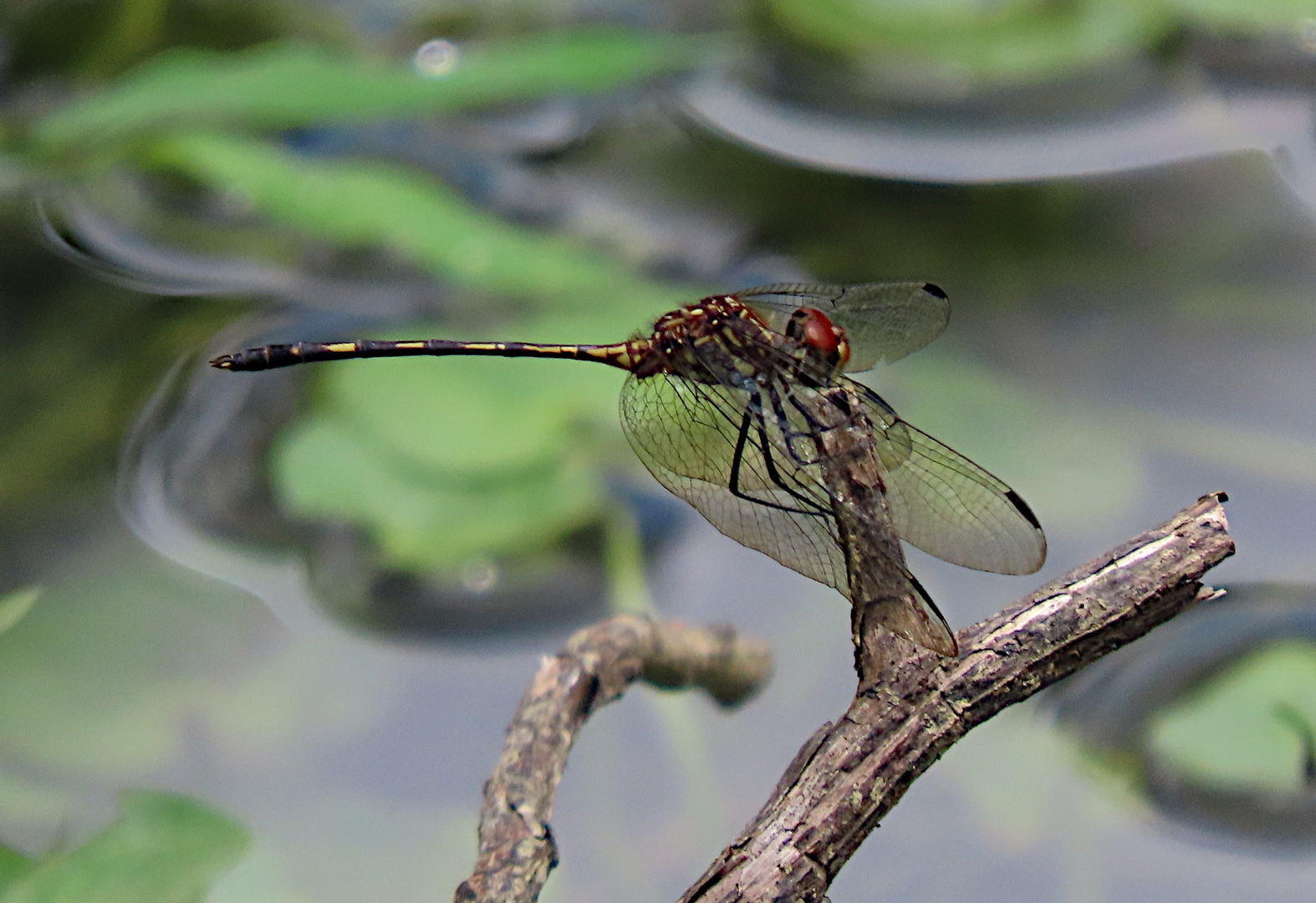 Dythemis sterilis