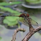 Dythemis sterilis