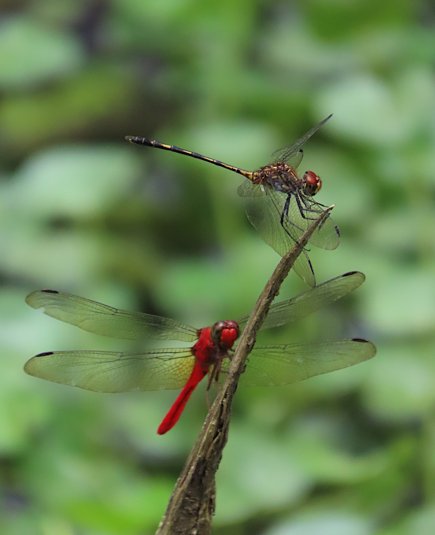 Dythemis sterilis und Rhodophygia cf. hinei 