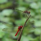 Dythemis sterilis und Rhodophygia cf. hinei 