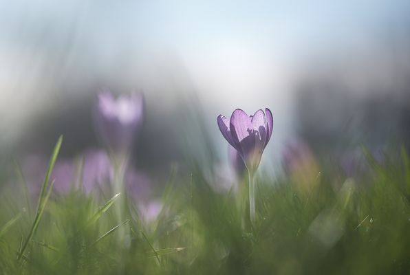 e a r l y . f l o w e r i n g