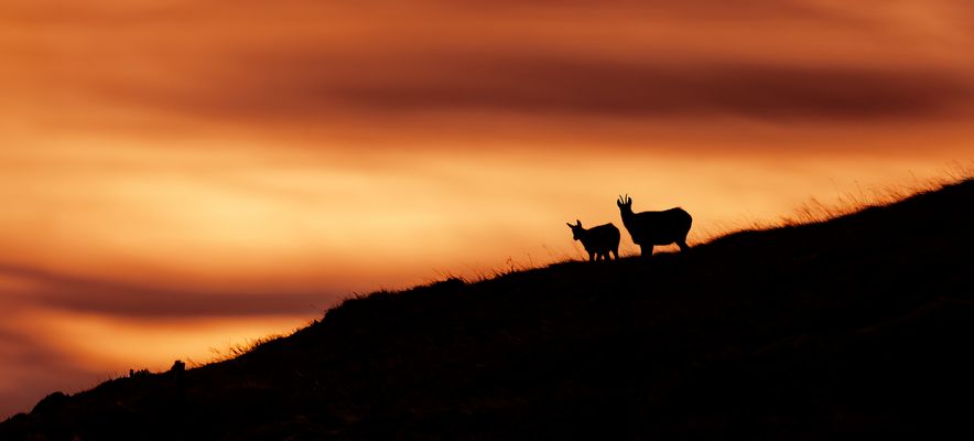 --- E A R L Y - M O R N I N G ---