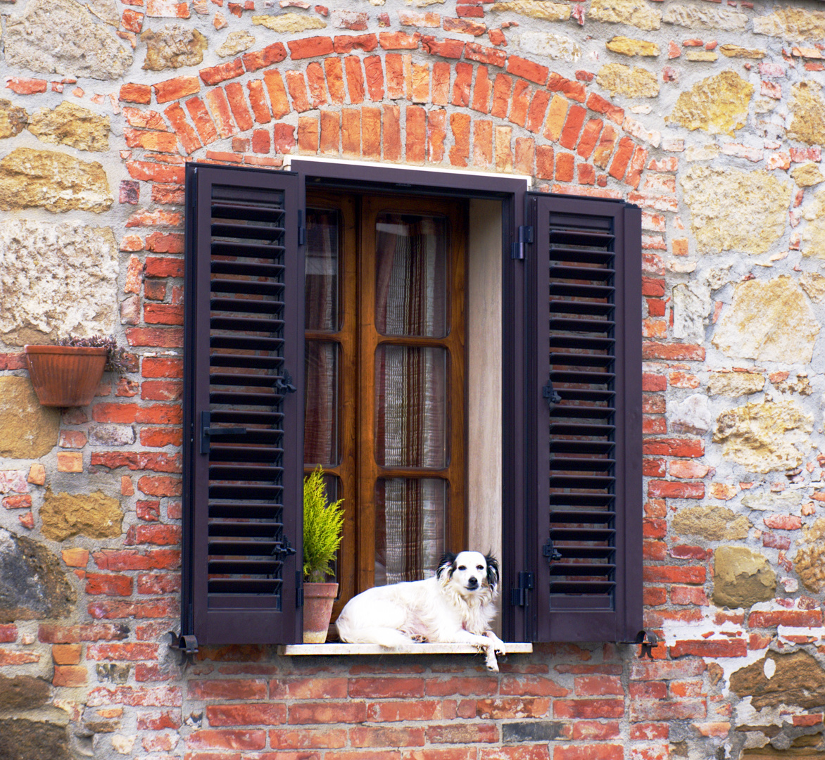 e allora? Che hai da guardare? Non hai mai visto un cane alla finestra?