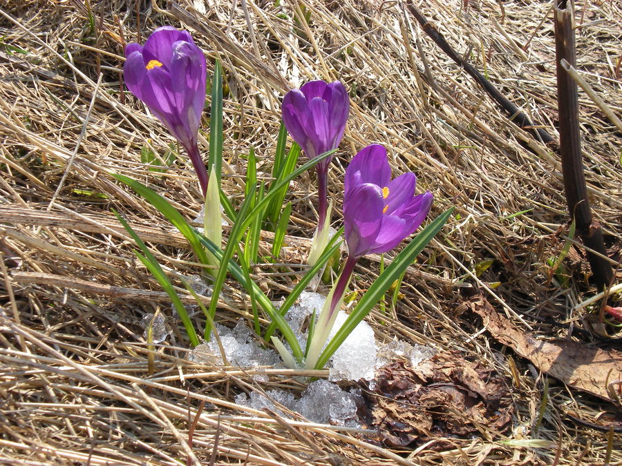 e anche loro spuntano nella tarda primavera...