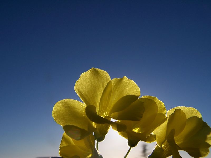 E' arrivata la primavera...