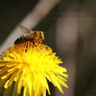 E' arrivata la primavera