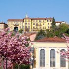 E' arrivata la primavera nella mia città