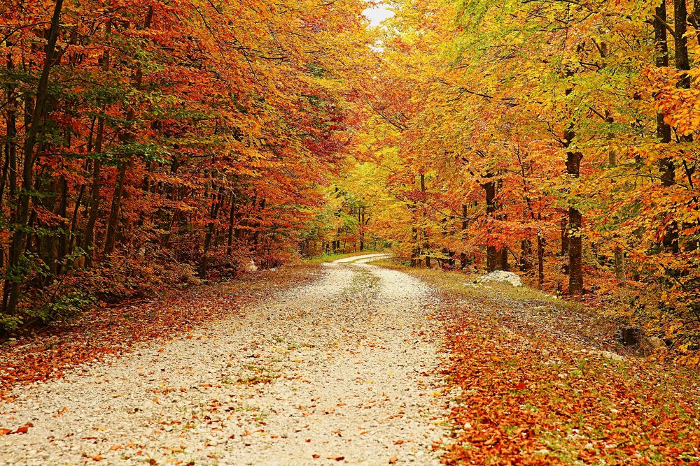E' arrivato l'autunno Foto Immagini paesaggi, boschi e foreste