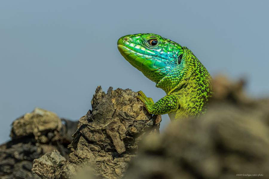 E C H S E N  -.- E X K U R S 