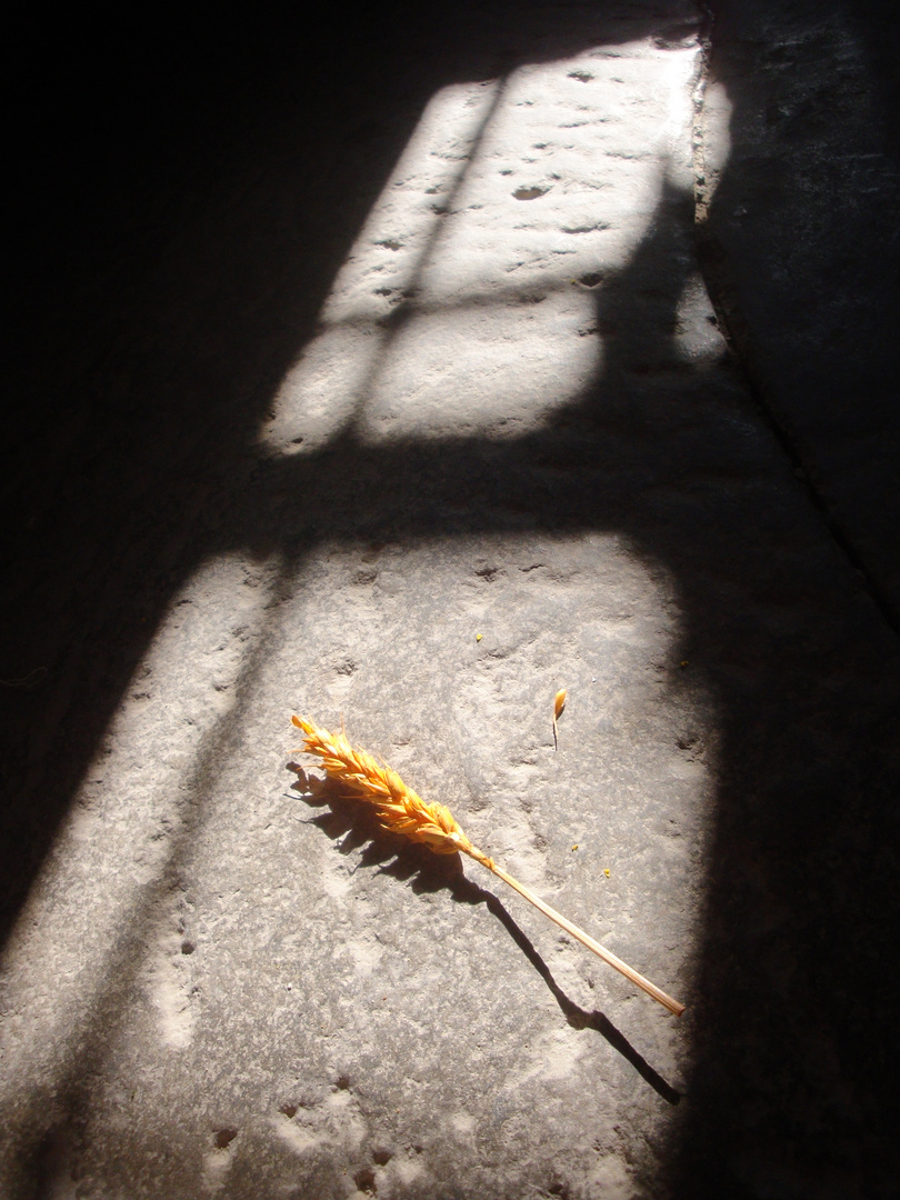 E' caduta una spiga d'oro...