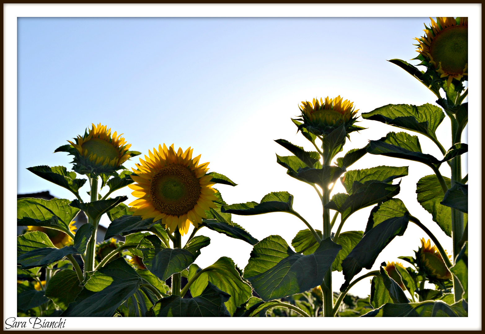 E come un girasole......