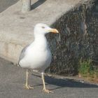 E' FREDDO? E IO VADO AL MARE........