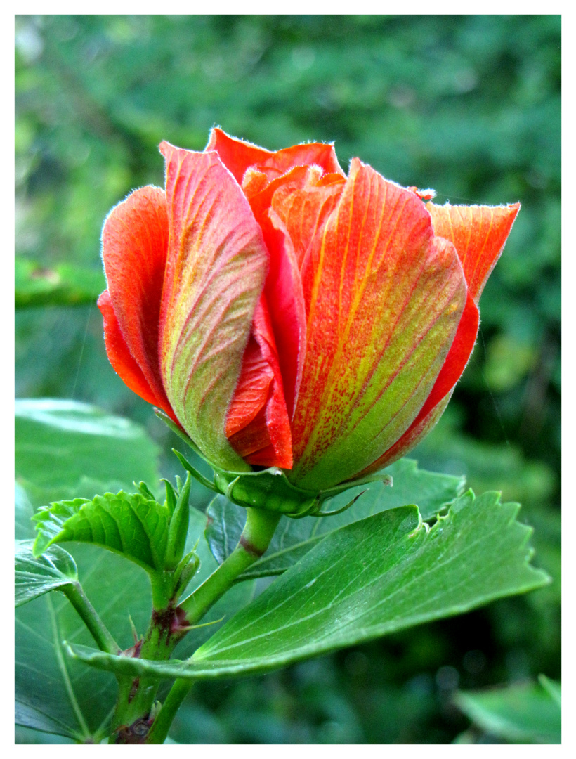 ..è già primavera!!