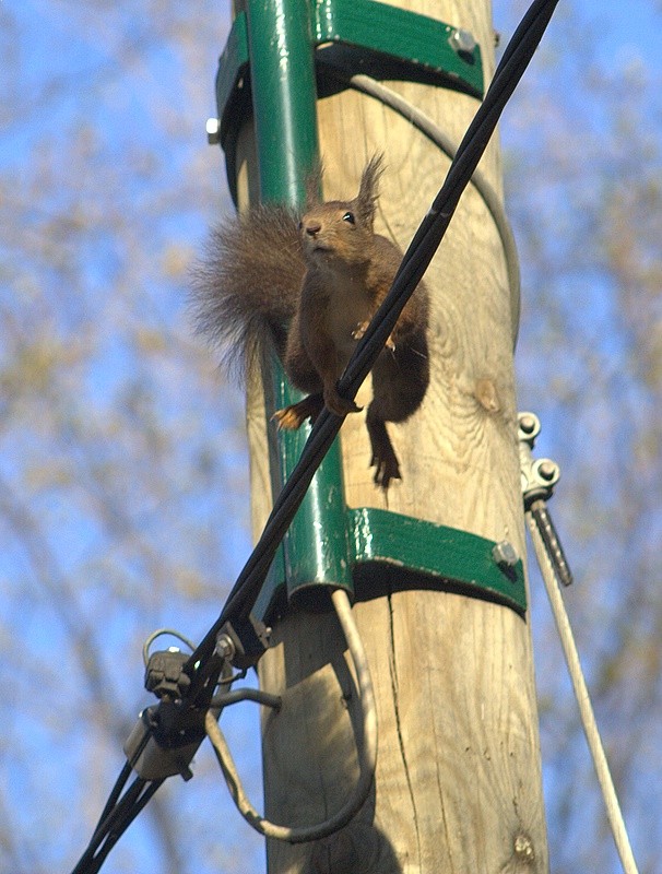 E-Hörnchen