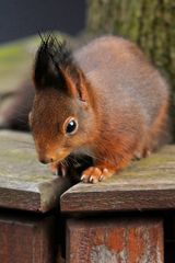 E-Hörnchen allein im Garten - die Vögel haben Reißaus genommen!