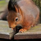 E-Hörnchen allein im Garten - die Vögel haben Reißaus genommen!