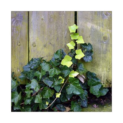 E I G E N B R Ö T L E R