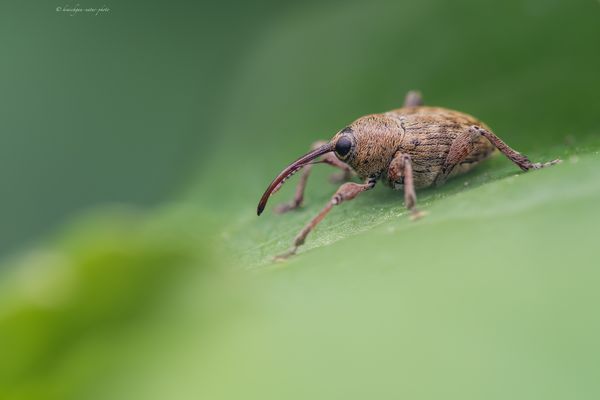 e i n . e c h t e r . (h a n d) w e r k e r 