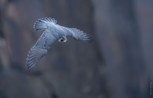 e i n e m .   m a u e r s e g l e r . g l e i c h 