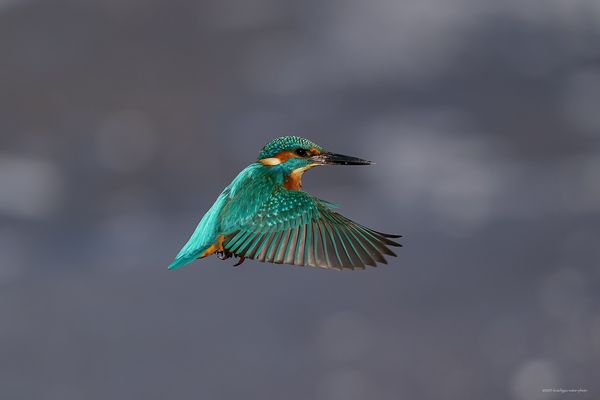 « e i n . f o d d o g r a f i s c h e r . f e i e r t a g »