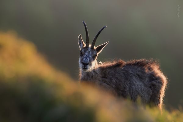 e i n . V I S - A - V I S . a m . h a n g 