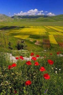 E i papaveri stanno a guardare