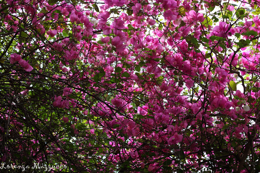 E il rosa e' arrivato