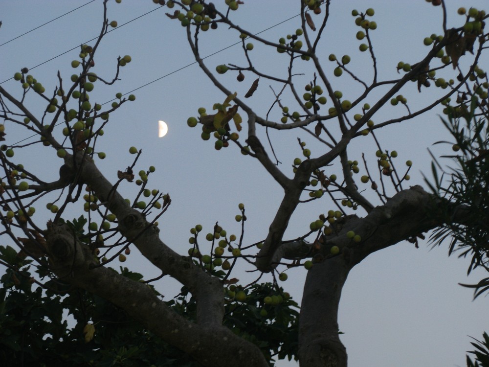 E la luna bussò....