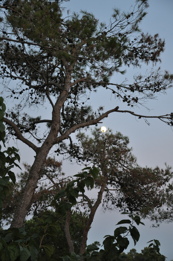 e la luna si affacciò.....