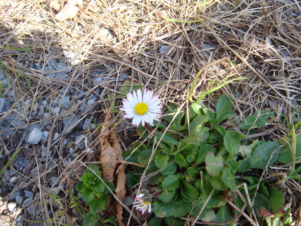 è la primavera !!!