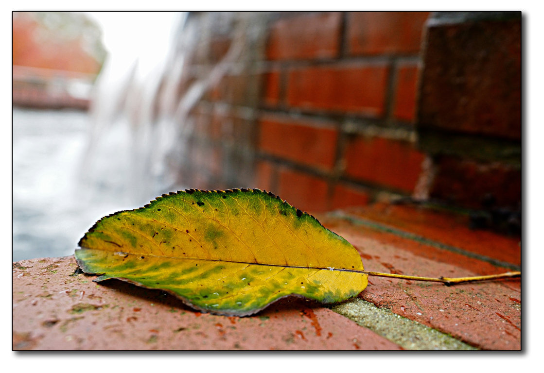 E-M1-1_AU_2020_Brunnen-Blatt-PS-Rahm