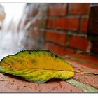 E-M1-1_AU_2020_Brunnen-Blatt-PS-Rahm