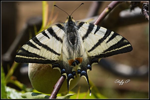 E meno male che c'è il podalirio! (reloaded)