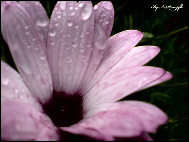 e N g l a N d s °piNk flOwer