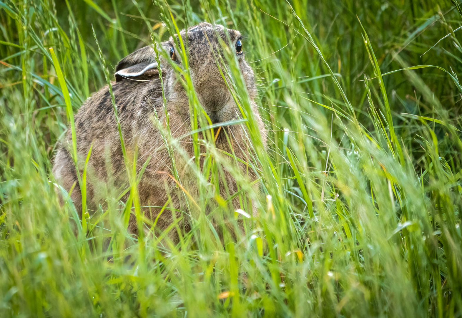 "E N T D E C K T" (Hase Nr. 500 mit Kurzgeschichte dazu)