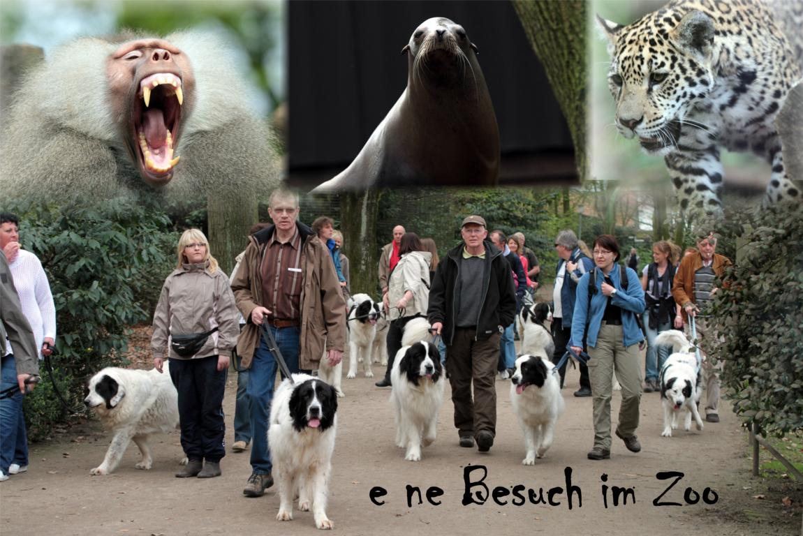 E ne Besuch im Zoo ( Geschichte in 16 Bildern )