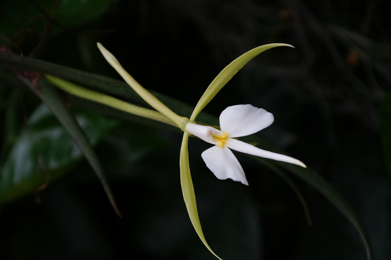 E. parkinsonianum Orchidee 