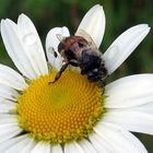 E' più dolce l'ape o il nettare...