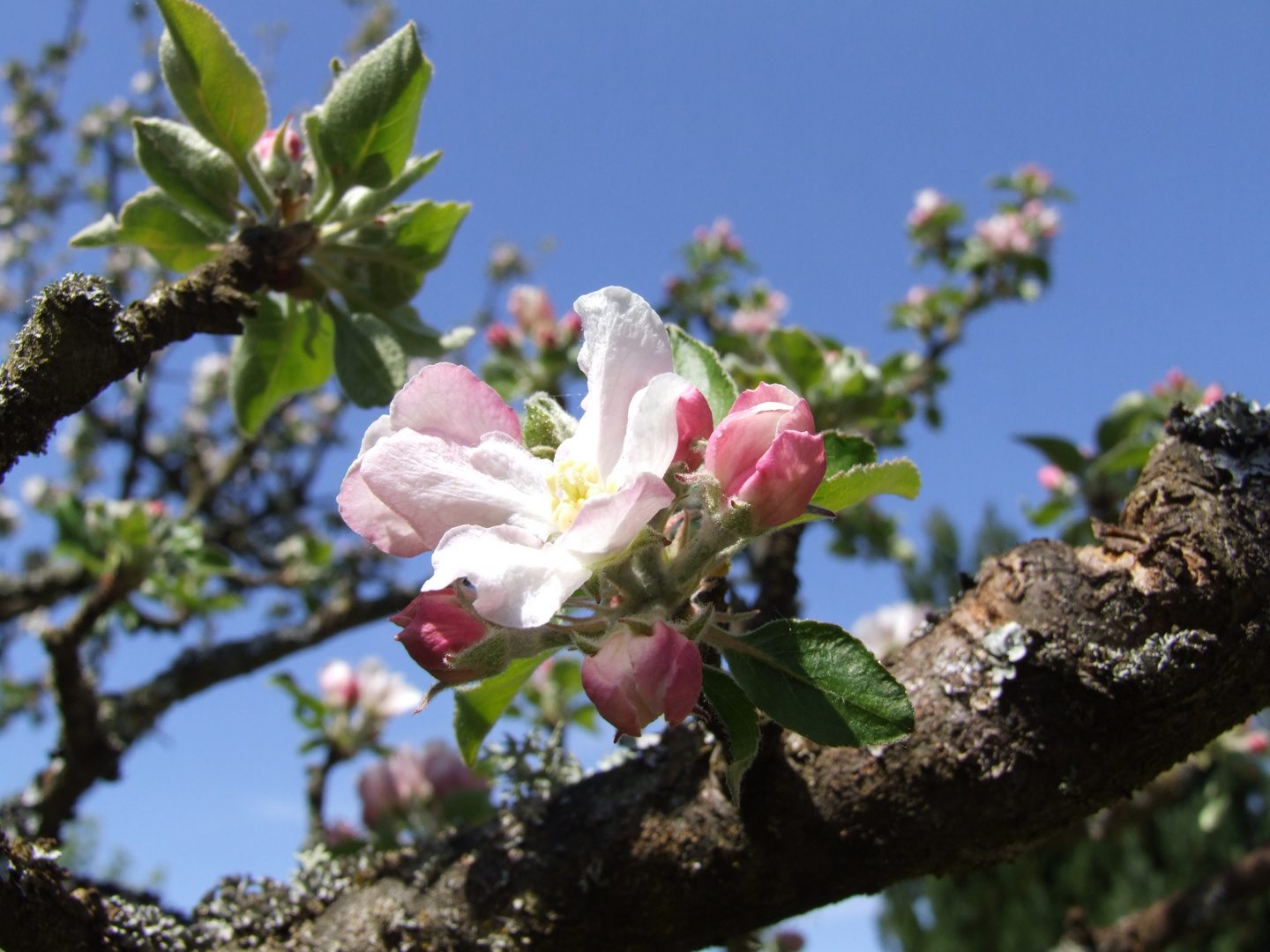 è primavera