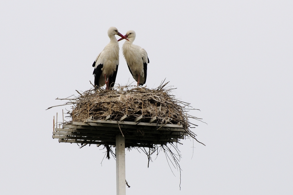 E' Primavera, a Cascina sono tornate le cicogne