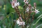 E' primavera di Marisa Mercadante 