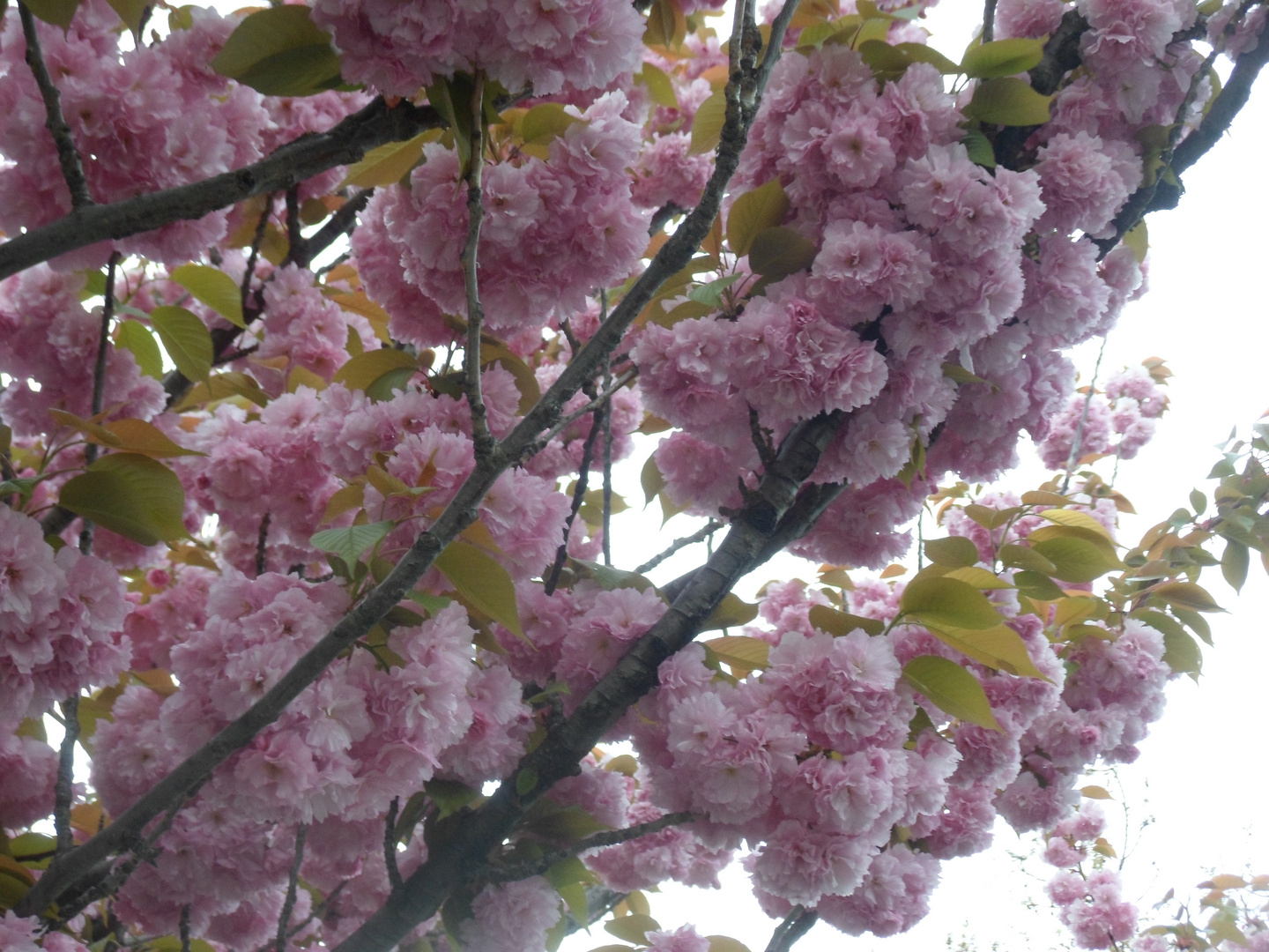 E' primavera e trionfa il rosa...