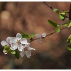 E' Primavera... finalmente|