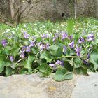 E' Primavera le prime viole nel mio giardino.