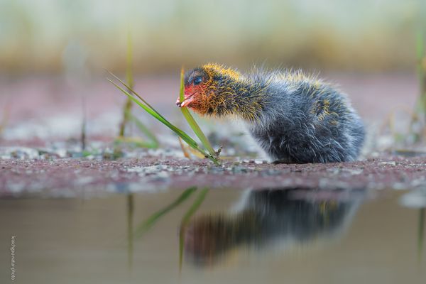 „ e r s t . m a l . p r o b e z u p f e n “