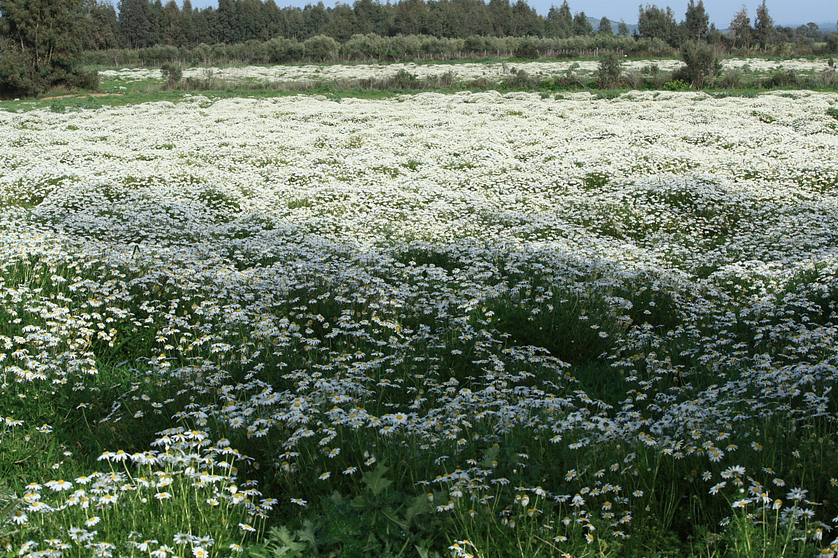 E' sbocciata la primavera