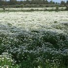 E' sbocciata la primavera