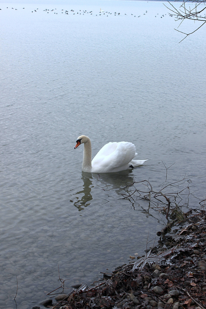 E Schwan so wiss wie Schnee ...