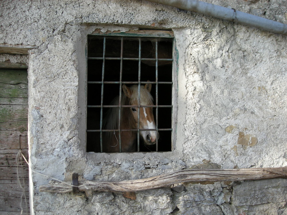 -- " E Sogno la Libertà ,, e sogno' di andare via "